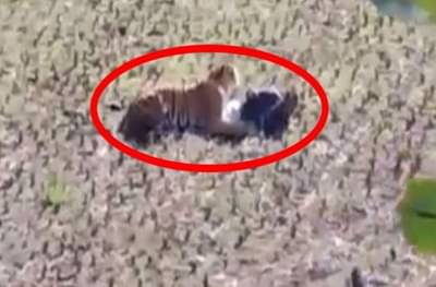 VIRAL VIDEO : भंडाऱ्यात वाघाचा तरुणावर हल्ला, बचावासाठी तरुणाकडून अनोखी शक्कल