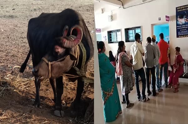 कुत्रा चावल्याने म्हशीचा मृत्यू, दूध प्यायलेले 200 जण रुग्णालयात