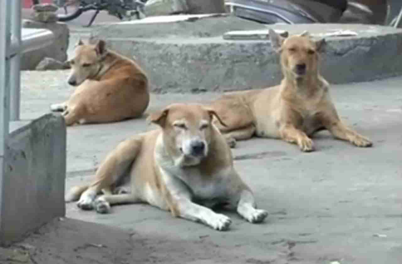 भटक्या कुत्र्यांमुळे मुंबईकर हैराण, 24 वॉर्डात डॉग व्हॅनची गस्त वाढवणार