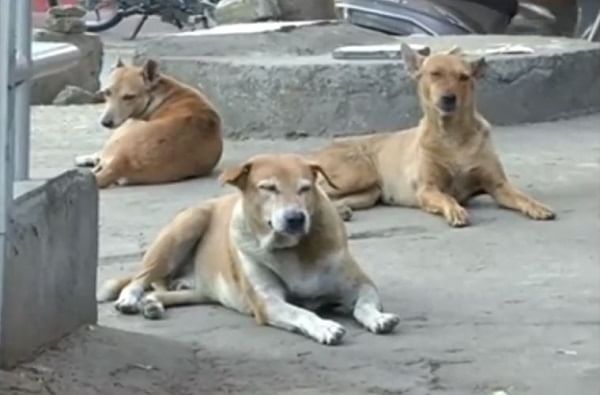भटक्या कुत्र्यांमुळे मुंबईकर हैराण, 24 वॉर्डात 'डॉग व्हॅन'ची गस्त वाढवणार भटक्या कुत्र्यांमुळे मुंबईकर हैराण, 24 वॉर्डात 'डॉग व्हॅन'ची गस्त वाढवणार
