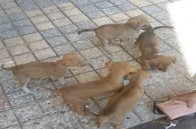 आठ कुत्र्यांवर विषप्रयोग, 22 पिल्लांना झाडीत फेकलं, विरारमधील संतापजनक प्रकार