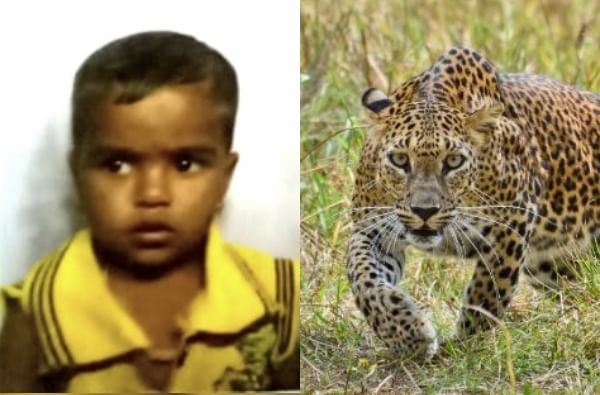 घराच्या अंगणात खेळणाऱ्या चिमुरडीवर बिबट्याची झडप, आजीच्या हाताला झटका देऊन हल्ला घराच्या अंगणात खेळणाऱ्या चिमुरडीवर बिबट्याची झडप, आजीच्या हाताला झटका देऊन हल्ला