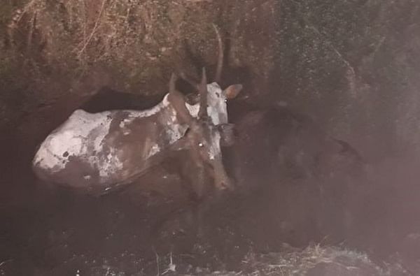 16 तासाच्या बचावकार्यानंतर 15 फूट चिखलात अडकलेल्या दोन गाई आणि एका वासराची सुटका
