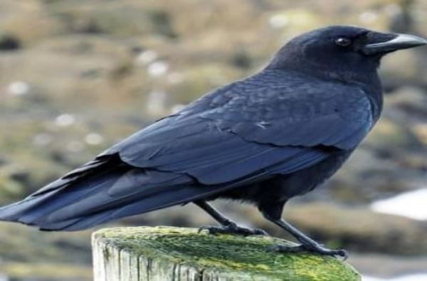 Lockdown : लॉकडाऊन पक्ष्यांच्या जीवावर, अन्न पाण्यावाचून 25 ते 30 कावळ्यांचा मृत्यू
