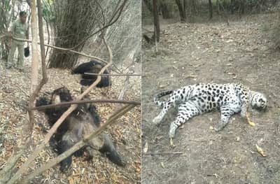 वीजेचा झटका देऊन अस्वल आणि बिबट्याच्या जोडप्याची शिकार, वन्यप्रेमी चिंतेत