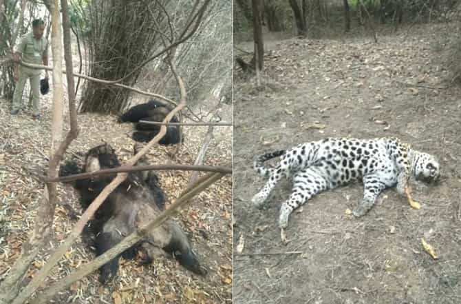 वीजेचा झटका देऊन अस्वल आणि बिबट्याच्या जोडप्याची शिकार, वन्यप्रेमी चिंतेत