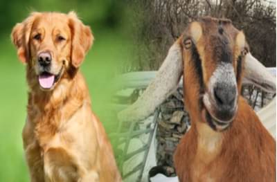 बकरी आणि कुत्रा महापौरपदाच्या निवडणूक रिंगणात