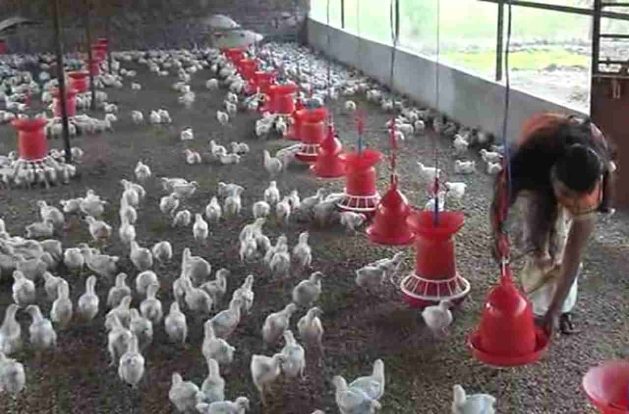 कोंबडी ताटातून पळाली! कोरोना व्हायरसचा चिकन बाजाराला फटका