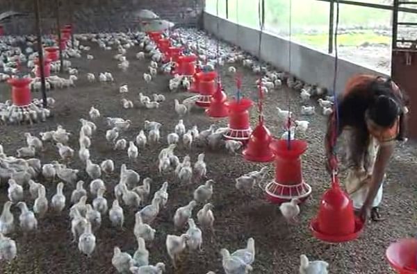 Corona : 15 दिवस खाद्याचा तुटवडा, दीड लाख कोंबड्या उपाशी