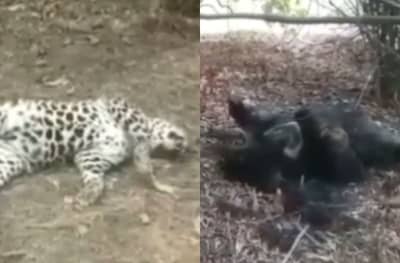 चंद्रपूरमध्ये शिकारीसाठी विद्युत तारांचा मोठ्या प्रमाणात वापर, कारवाईसाठी 200 कर्मचाऱ्यांचं प्रशिक्षण