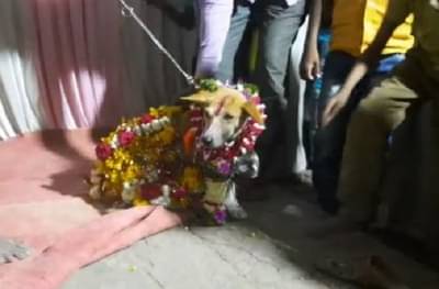 फटाक्यांची आतषबाजी, बँड-बाजा, गावजेवण, सोलापुरात लालूशेठचा वाढदिवस दिमाखात साजरा