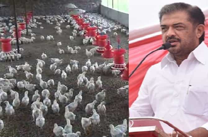 चिकनमुळे कोरोनाच्या प्रसाराची अफवा, ठाकरे सरकारचा अफवाखोरांना कारवाईचा इशारा