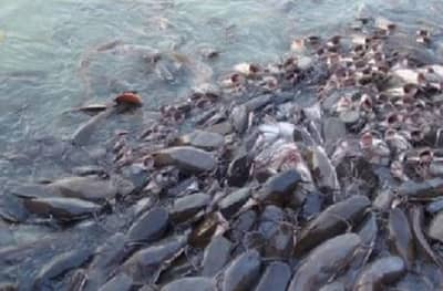 जीवघेण्या बांगलादेशी माशाची महाराष्ट्रात घुसखोरी