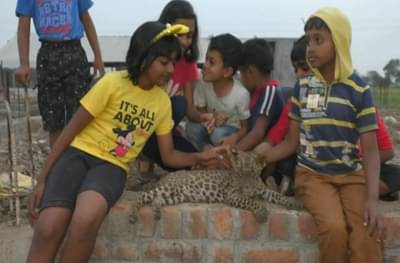 VIDEO : खोडकर, खट्याळ बगिरा प्रत्यक्षात, शिर्डीत लहान मुलांची बिबट्याशी घट्ट मैत्री