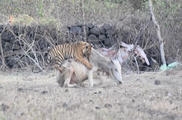 यवतमाळ जिल्ह्यात वाघिणीने एका गायीवर हल्ला (Tiger attack on cow) केला. टिपेश्वर अभयारण्याजवळ असलेल्या सुन्ना गावा परिसरामध्ये एका वाघिणीने तिच्या चार बच्चड्यांसह गायीवर हल्ला केला. हल्ला केल्याची घटना कॅमेऱ्यात कैद झाली (Tiger attack on cow) आहे.