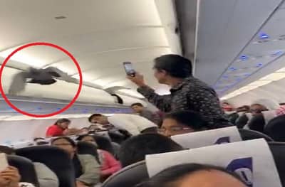 गो-एअरच्या विमानात कबुतर, प्रवाशांचा गोंधळ, एअर हॉस्टेसची धावाधाव