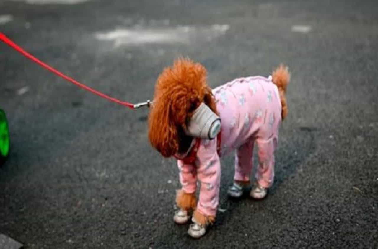 कोरोनाचा वाढता कहर, माणसांपाठोपाठ आता पाळीव कुत्र्यालाही लागण