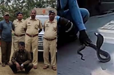 सर्पमित्राचा आगाऊपणा, नेल कटरने कोब्राचे दात काढले, व्हायरल व्हिडीओवरुन बेड्या