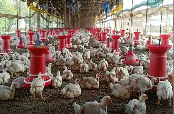 कोरोनाचा चिकन बाजाराला फटका, 60 टक्के मांसाहारप्रेमींची चिकनकडे पाठ