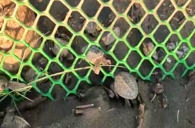 दापोलीत संरक्षक जाळीत अडकून कासवांच्या पिल्लांचा मृत्यू