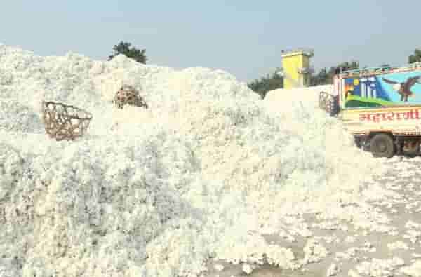 सोयाबीन प्रमाणेच कापसाची अवस्था, शेतकऱ्यांच्या मनात नेमंक आहे तरी काय?