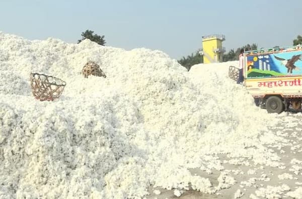 पाऊस तोंडावर, पण कापूस पडून, खरेदी न केल्यास 30 एप्रिलपासून आंदोलनाचा इशारा