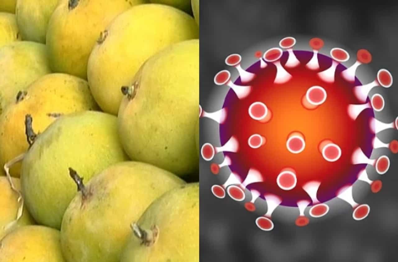 कोरोनाच्या भीतीनं हापूस आंब्याच्या परदेश निर्यातीला फटका, शेतकरी चिंतेत