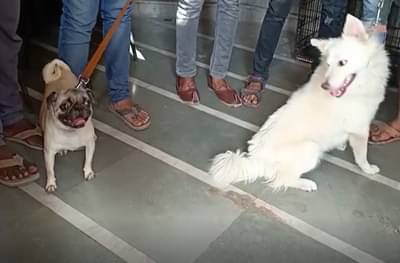 राज्यात कोरोनाचं थैमान, पाळीव प्राण्यांनाही कोरोनाचा फटका