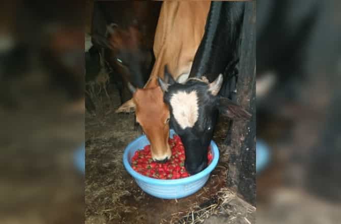 लॉकडाऊनचा फटका, लाखमोलाची स्ट्रॉबेरी जनावरांना, महाबळेश्वरमधील शेतकरी हवालदिल