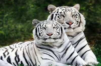 Corona : न्यूयॉर्कमध्ये वाघाला कोरोना, कात्रज प्राणीसंग्रहालयात प्रचंड खबरदारी