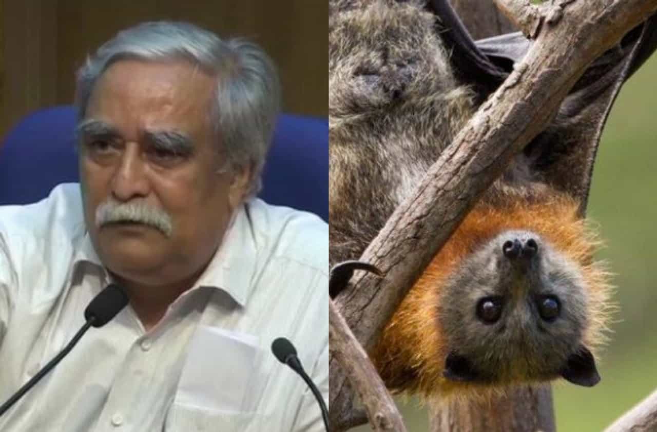 भारतात वटवाघळामुळे कोरोना पसरला का? ICMR चे मराठमोळे संशोधक म्हणतात.....