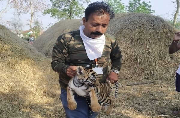 भारतातही वाघाची कोरोना चाचणी; वाघिणीपासून दुरावलेल्या बछड्याची महाराष्ट्रात टेस्ट