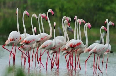 Lockdown Effect : लॉकडाऊनमुळे प्रदूषणात घट, उजनी काठावर पक्षांचा मुक्त विहार