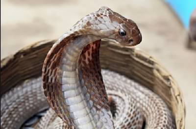 नाग अंगावर सोडून पत्नीची थंड डोक्याने हत्या, वीस दिवसांनी गूढ उकललं