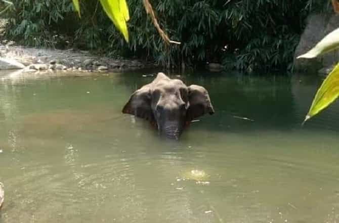माणसाच्या विकृतीचा कहर, गर्भार हत्तीणीला फटाक्यांनी भरलेलं अननस भरवलं, तीन दिवस तडफडून प्राण सोडले