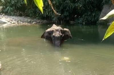 माणसाच्या विकृतीचा कहर, गर्भार हत्तीणीला फटाक्यांनी भरलेलं अननस भरवलं, तीन दिवस तडफडून प्राण सोडले