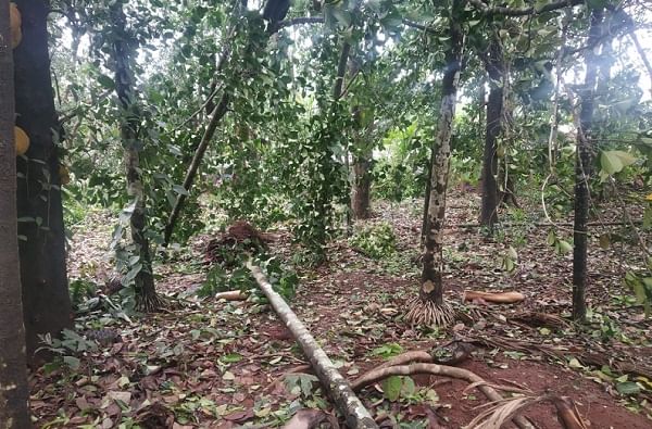 Cyclone Nisarga | कोकणात हाहा:कार, आंबा, फणस, सुपारीची झाडं जमीनदोस्त, अनेक घरांची पडझड Cyclone Nisarga | कोकणात हाहा:कार, आंबा, फणस, सुपारीची झाडं जमीनदोस्त, अनेक घरांची पडझड
