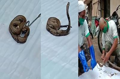 वितळलेल्या डांबरात अडकल्याने कोब्रा अर्धमेला, सर्पमित्रांकडून जीवदान