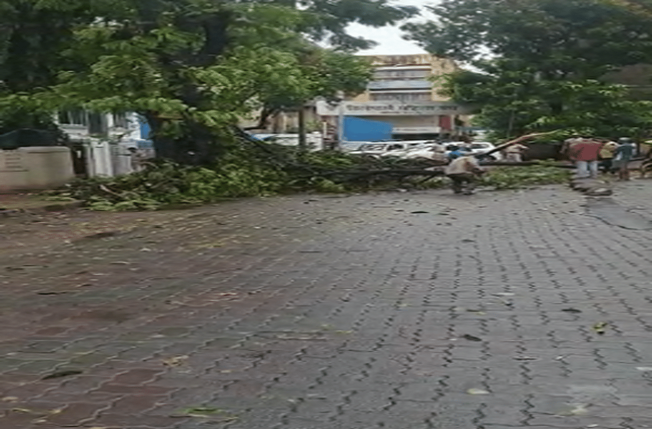 निसर्ग चक्रीवादळानंतर एक दिवस विश्रांती घेतलेल्या पावसाने पुन्हा एकदा मुंबईत दमदार हजेरी (Tree Fallen on Road) लावली. मुंबई शहरासह उपनगरात मध्यरात्रीपासून मुसळधार पाऊस कोसळत आहे.