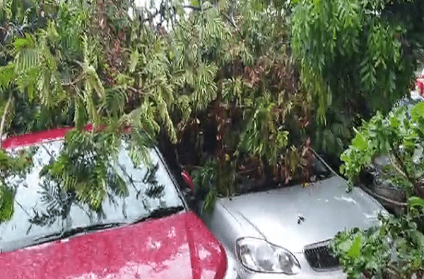 झाडं गाड्यांवर पडल्यामुळे गाड्यांचेही नुकसान झाले आहे.
