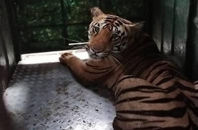 3 महिन्यात पाच जणांचा बळी, नरभक्षक वाघ अखेर जेरबंद