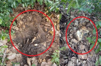 तळ्याकाठी तीन वाघांचा मृत्यू, चंद्रपुरातील वाघांच्या मृत्यूचं गूढ उकललं