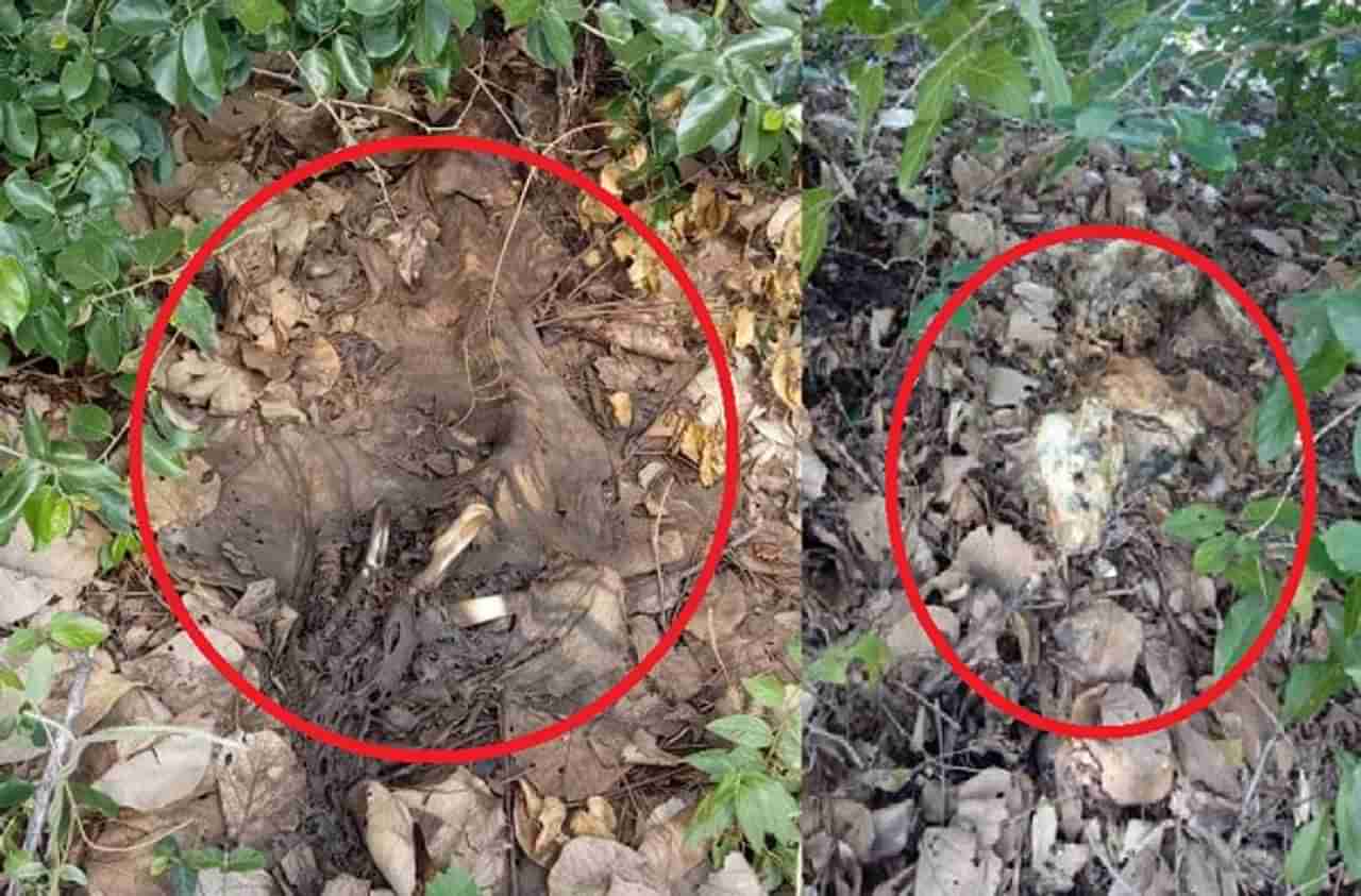 Chandrapur Tiger death :  त्याच तळ्याकाठी आणखी दोन वाघांचे मृतदेह, ताडोबातील संपूर्ण तलावात विष कालवलं?