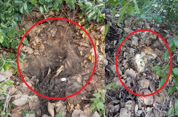 तळ्याकाठी तीन वाघांचा मृत्यू, चंद्रपुरातील वाघांच्या मृत्यूचं गूढ उकललं तळ्याकाठी तीन वाघांचा मृत्यू, चंद्रपुरातील वाघांच्या मृत्यूचं गूढ उकललं