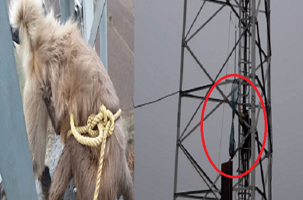 कुत्र्याच्या भीतीने पिल्लासह माकड दोन दिवस मोबाईल टॉवरवर अडकून