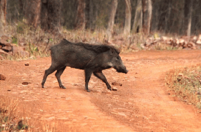 चंद्रपुरात मालगाडीच्या धडकेत 11 रानडुकरांचा मृत्यू, वनविभागाचे कर्मचारी घटनास्थळी दाखल
