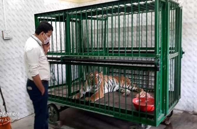 LIVE: औरंगाबाद : सिद्धार्थ उद्यानातील करिना वाघिणीचा मृत्यू