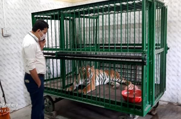 LIVE: औरंगाबाद : सिद्धार्थ उद्यानातील करिना वाघिणीचा मृत्यू