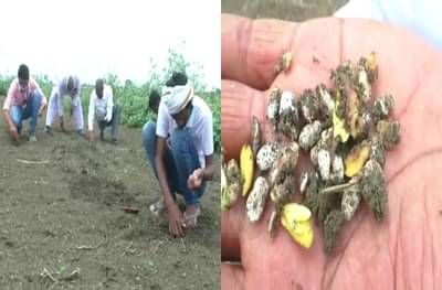 Wardha Farmers | पेरलं ते उगवलंच नाही! वर्ध्यात बोगस बियाणाने शेकडो एकरवरील सोयाबीन पेरणी बाद