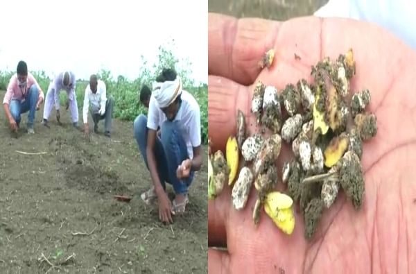 Wardha Farmers | पेरलं ते उगवलंच नाही! वर्ध्यात बोगस बियाणाने शेकडो एकरवरील सोयाबीन पेरणी बाद